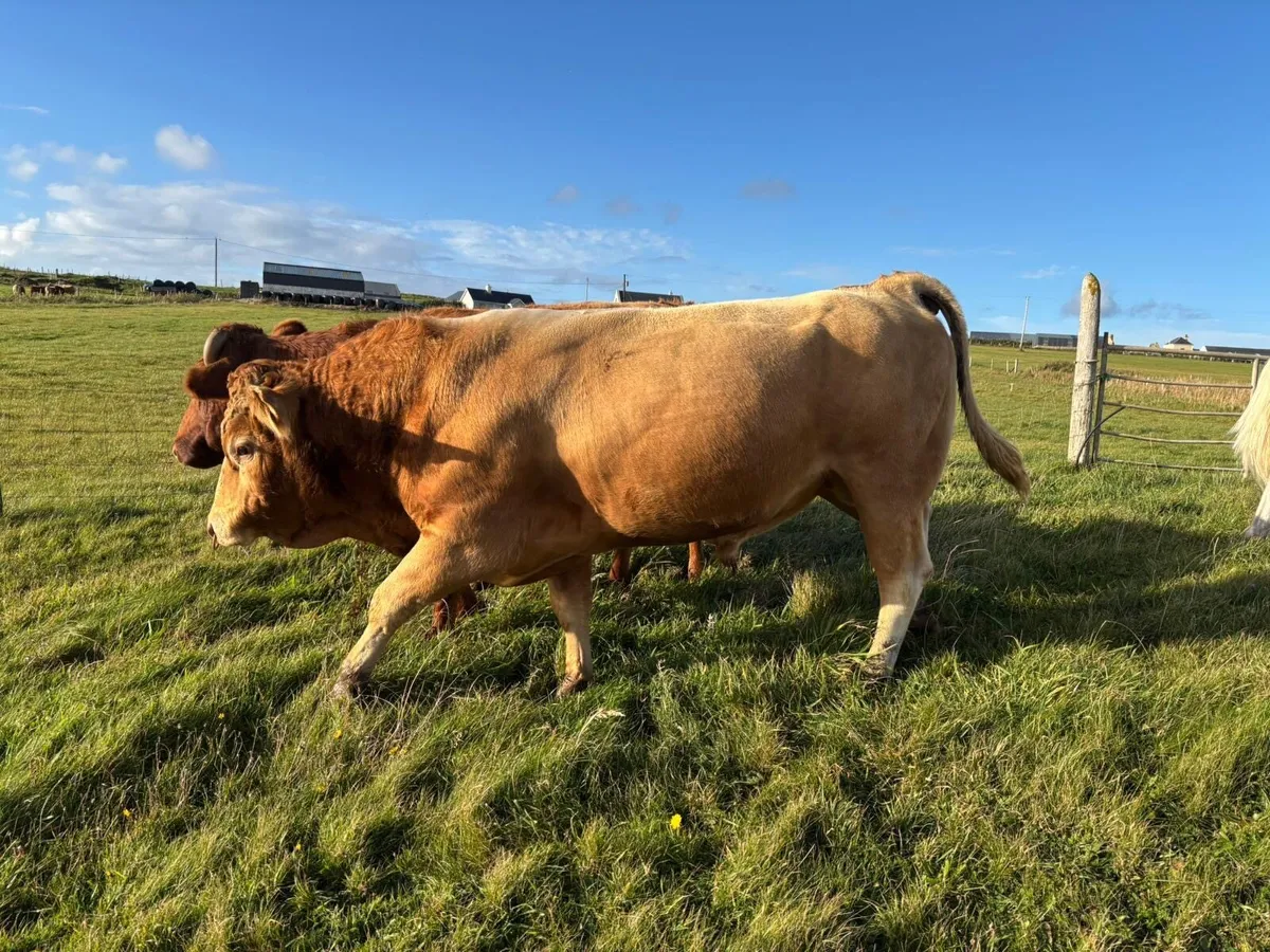 Easy calving Limousine bull - Image 2