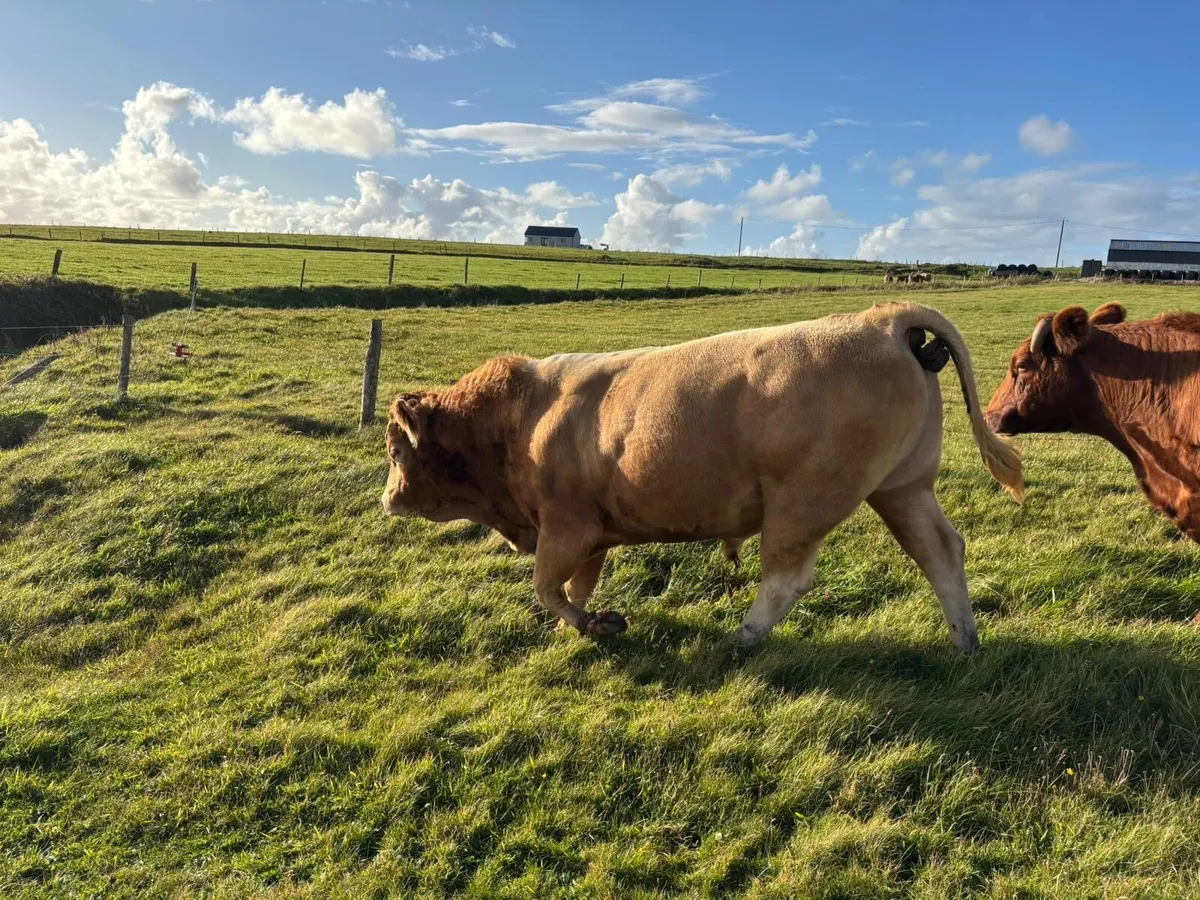 Easy calving Limousine bull - Image 3