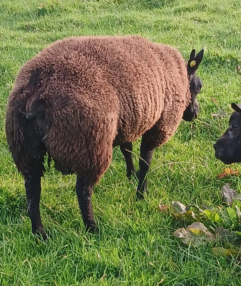 Blue Texel Ram Lambs. - Image 2