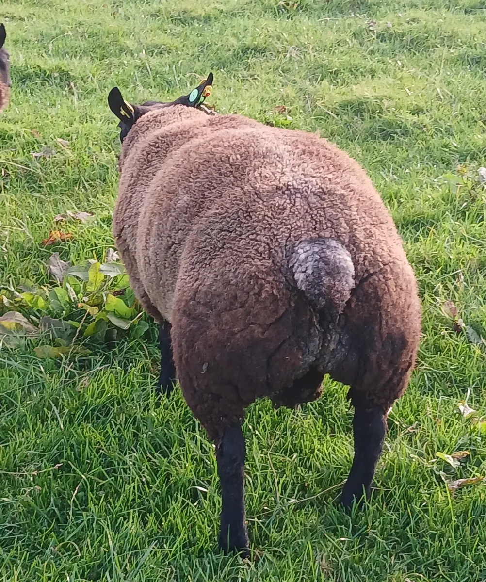 Blue Texel Ram Lambs. - Image 3