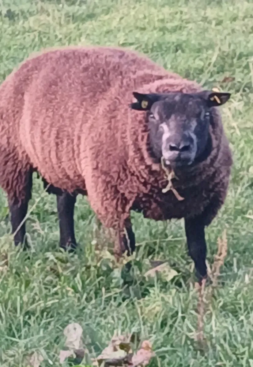 Blue Texel Ram Lambs. - Image 4