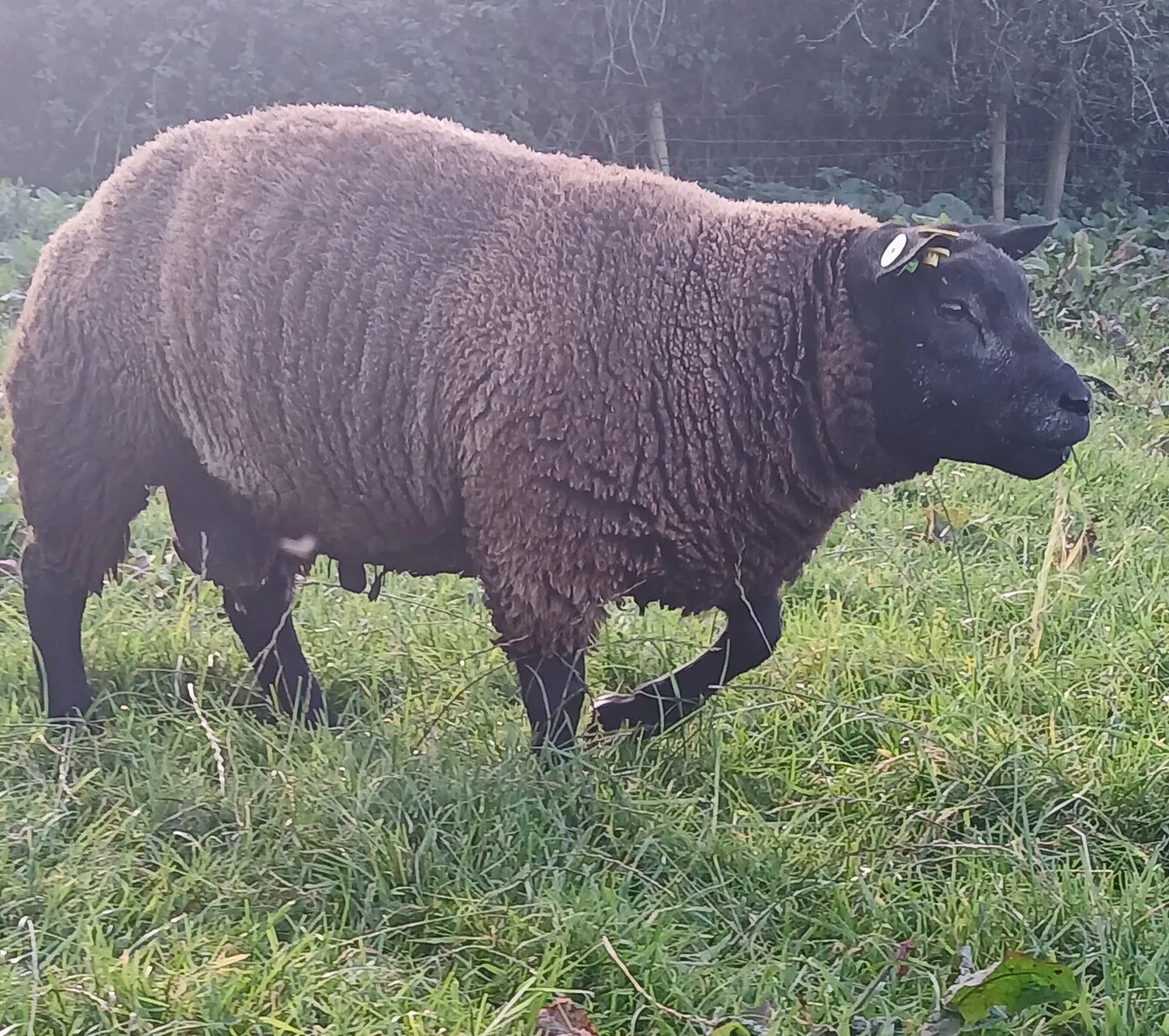 Blue Texel Ram Lamb - Image 4
