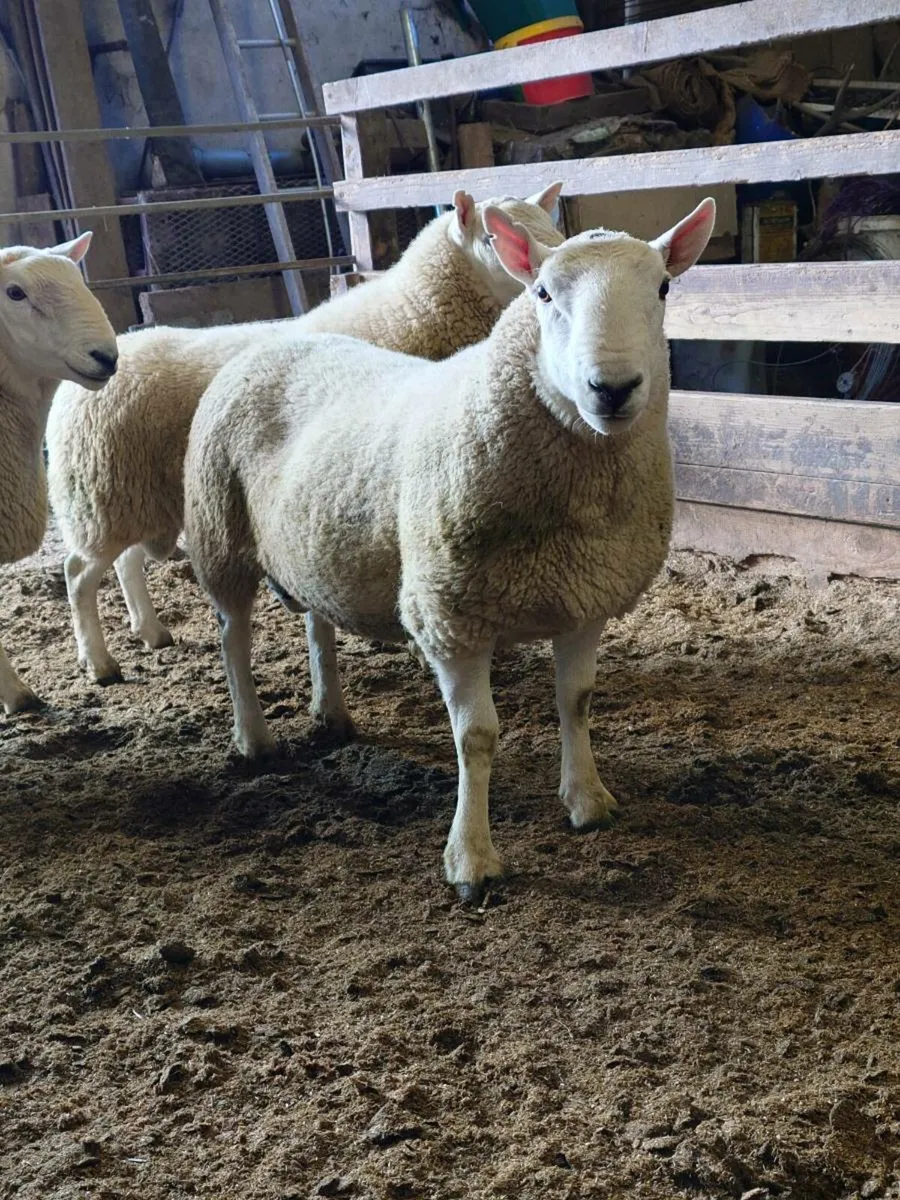North Country Cheviot rams - Image 4