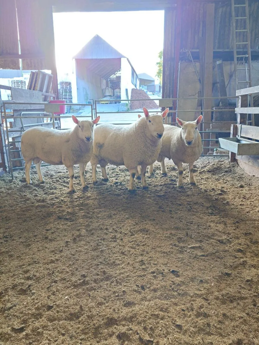 North Country Cheviot rams - Image 2