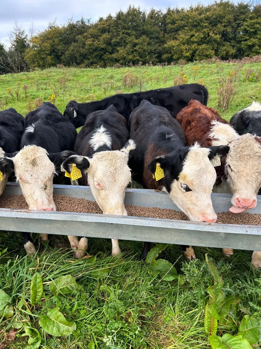 Heifer weanlings - Image 1