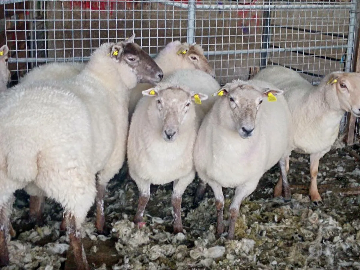 Hoggett ewes - Image 1