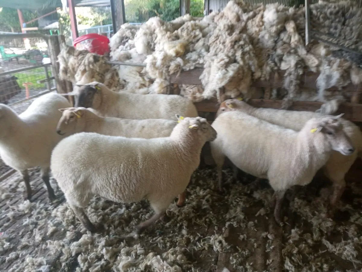 Hoggett ewes - Image 2