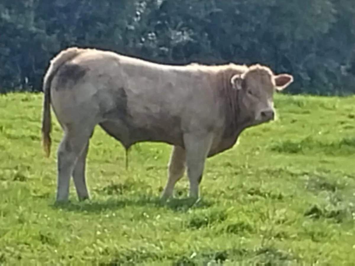 Weanlings - Image 3
