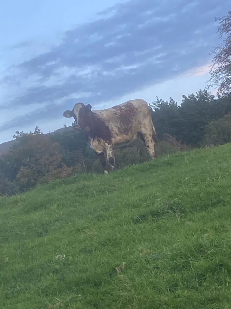 Breeding heifer - Image 1