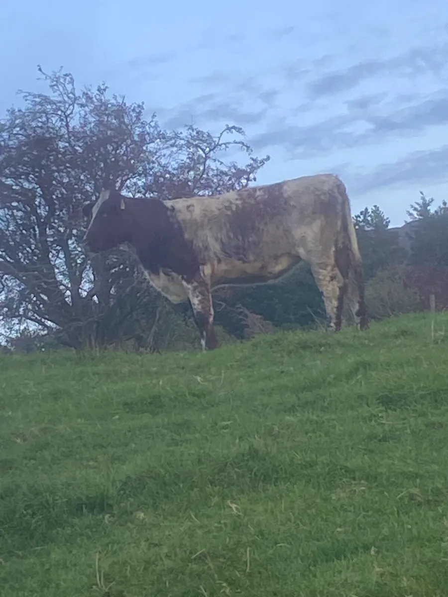 Breeding heifer - Image 2