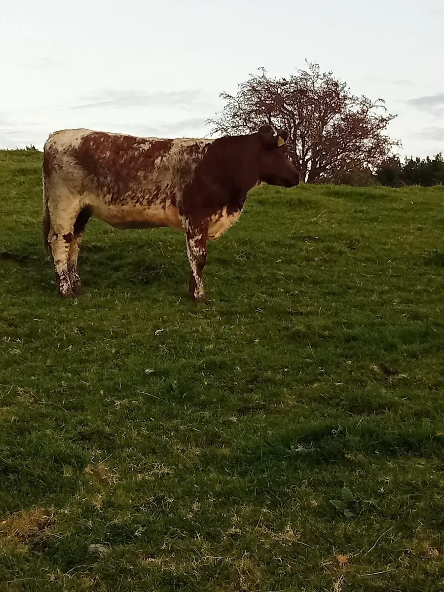 Breeding heifer - Image 3
