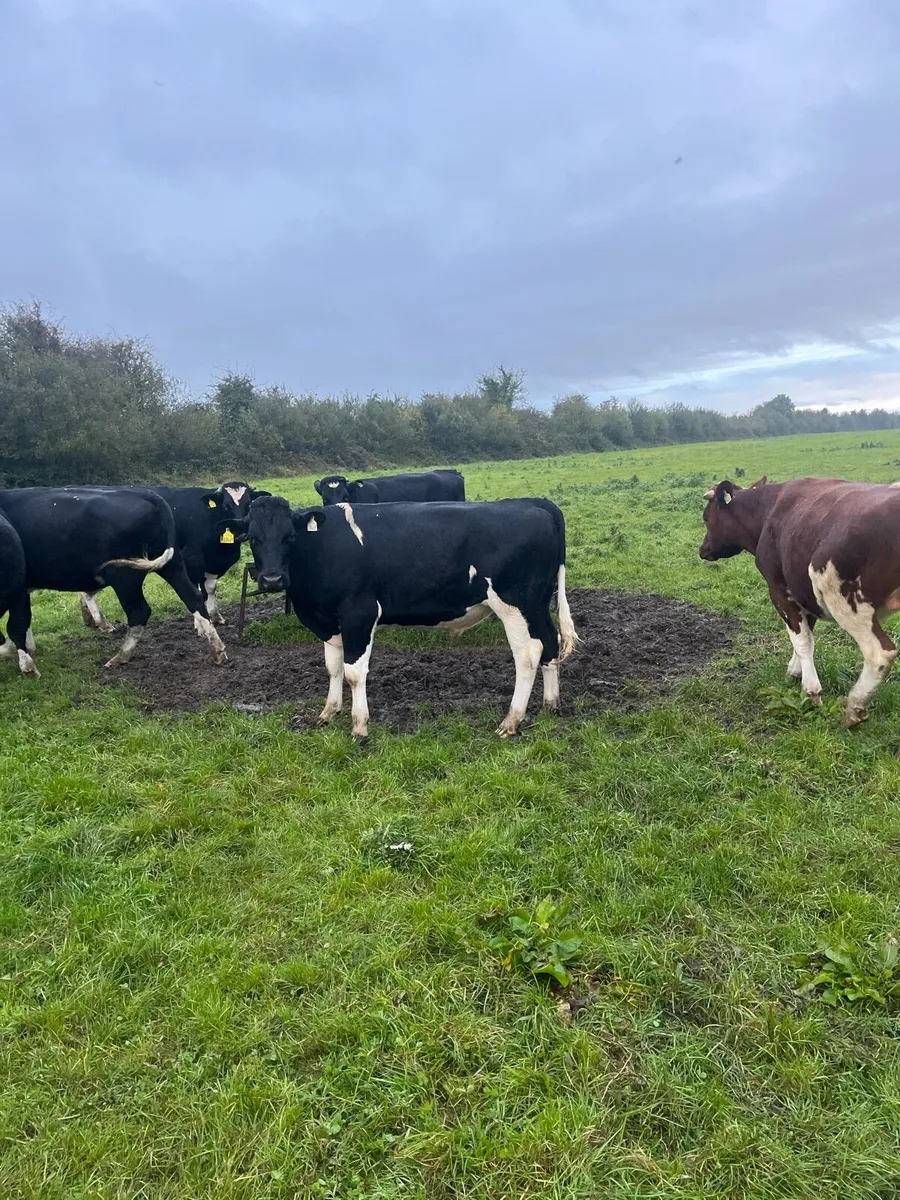 Cattle - Image 1