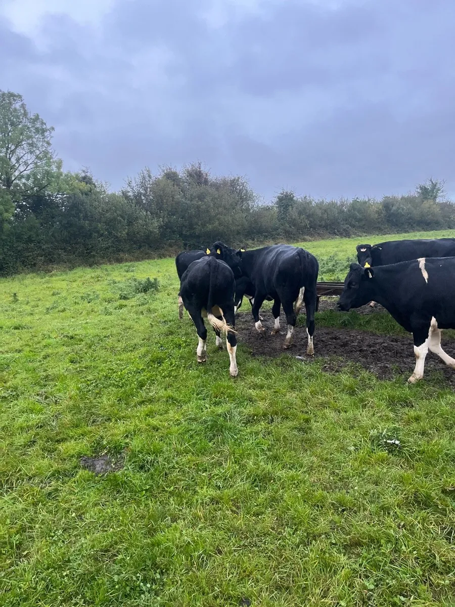 Cattle - Image 2