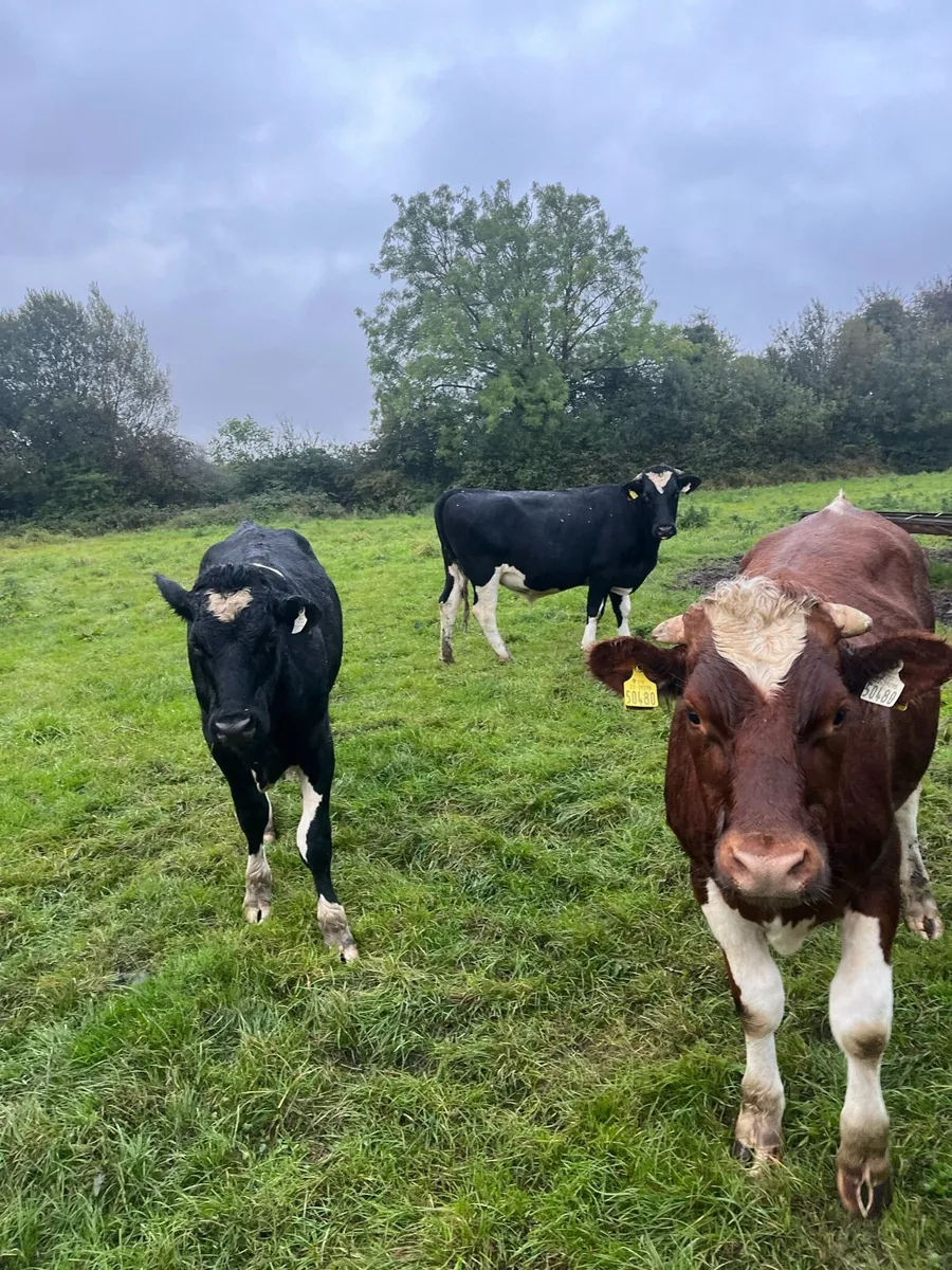 Cattle - Image 3