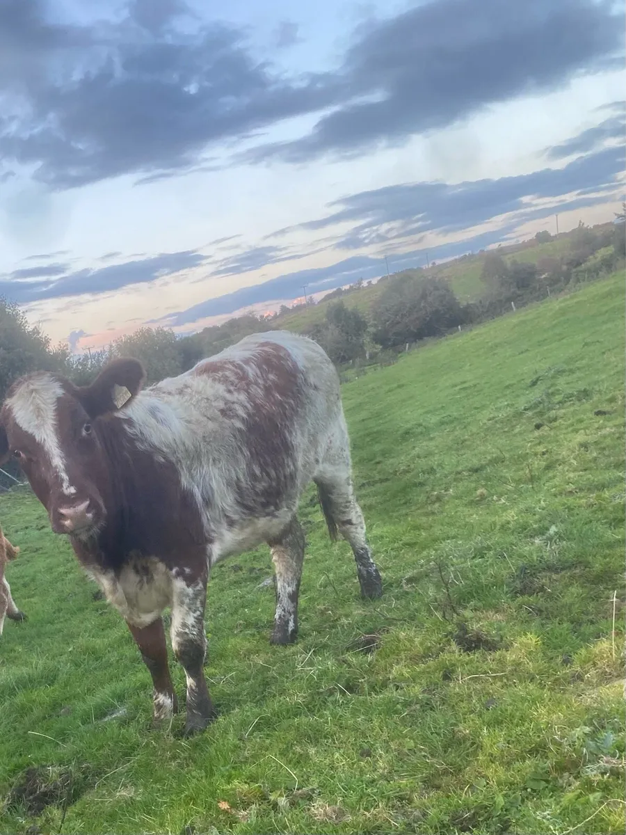 Breeding heifer - Image 4