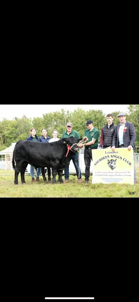 Aberdeen Angus bull - Image 1