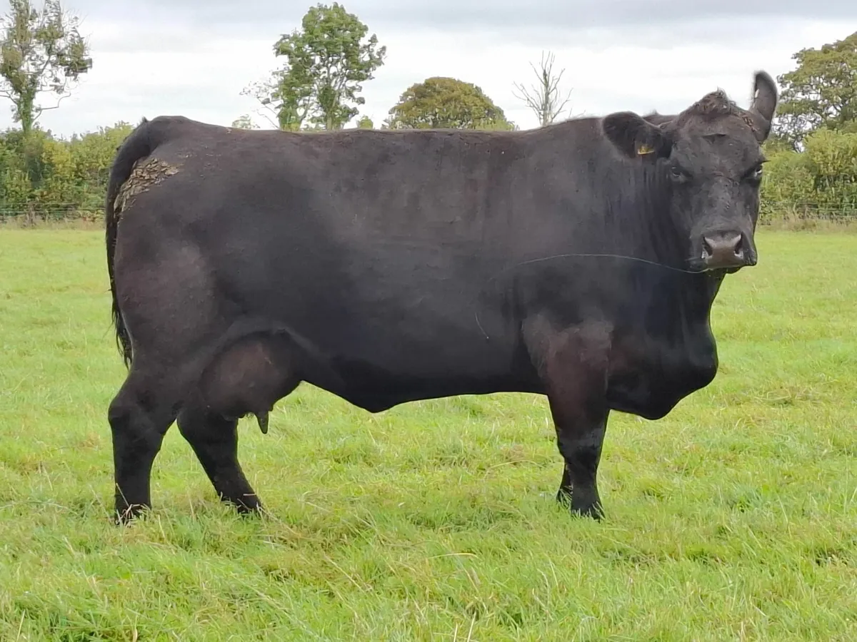Aberdeen Angus bull - Image 3