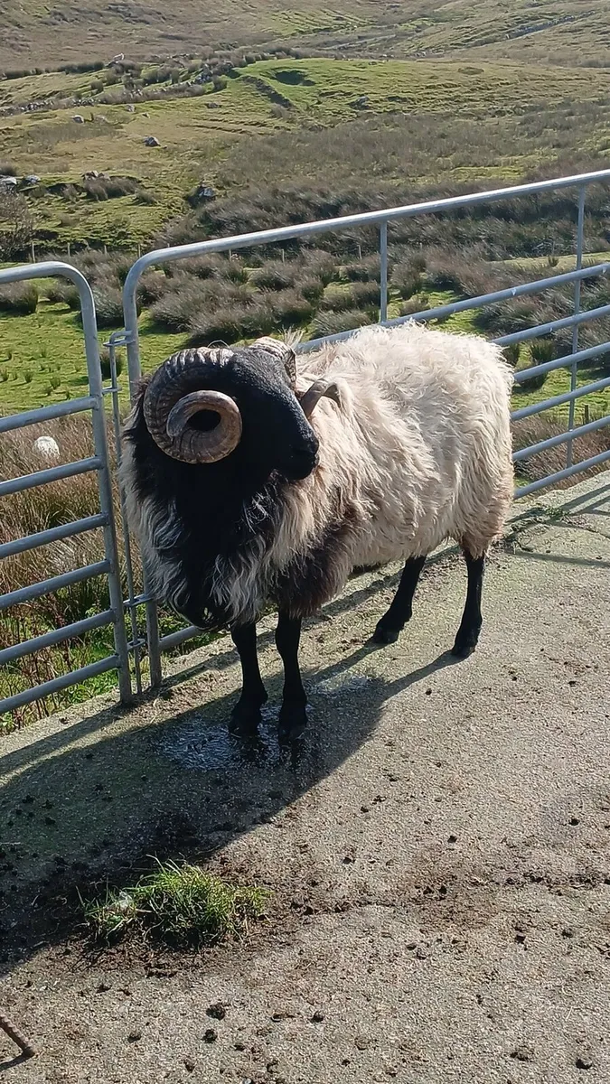 Sis hogget ram - Image 2