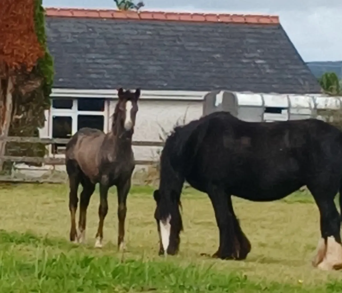 Connemara x cob colt foal - Image 4