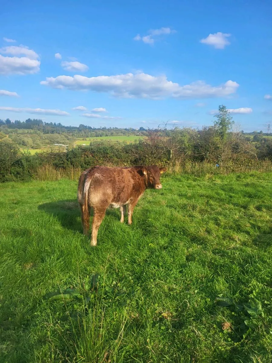Limousine Roane Heifer 5star - Image 1