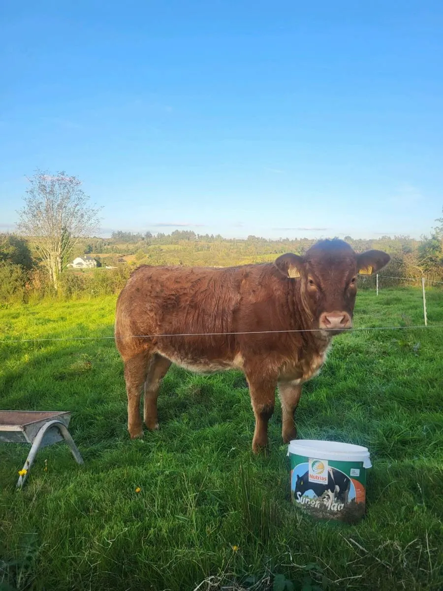 Limousine Roane Heifer 5star - Image 2