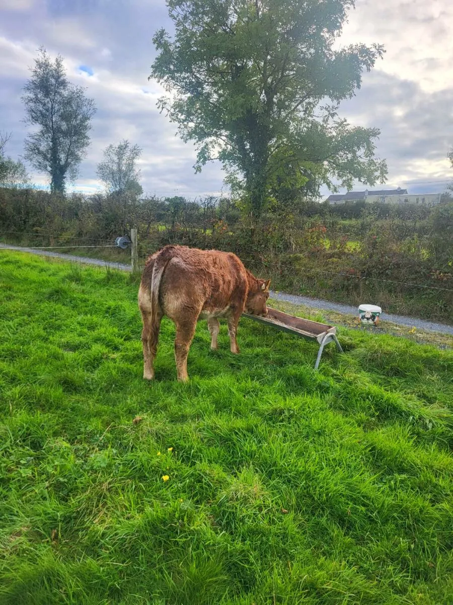 Limousine Roane Heifer 5star - Image 3