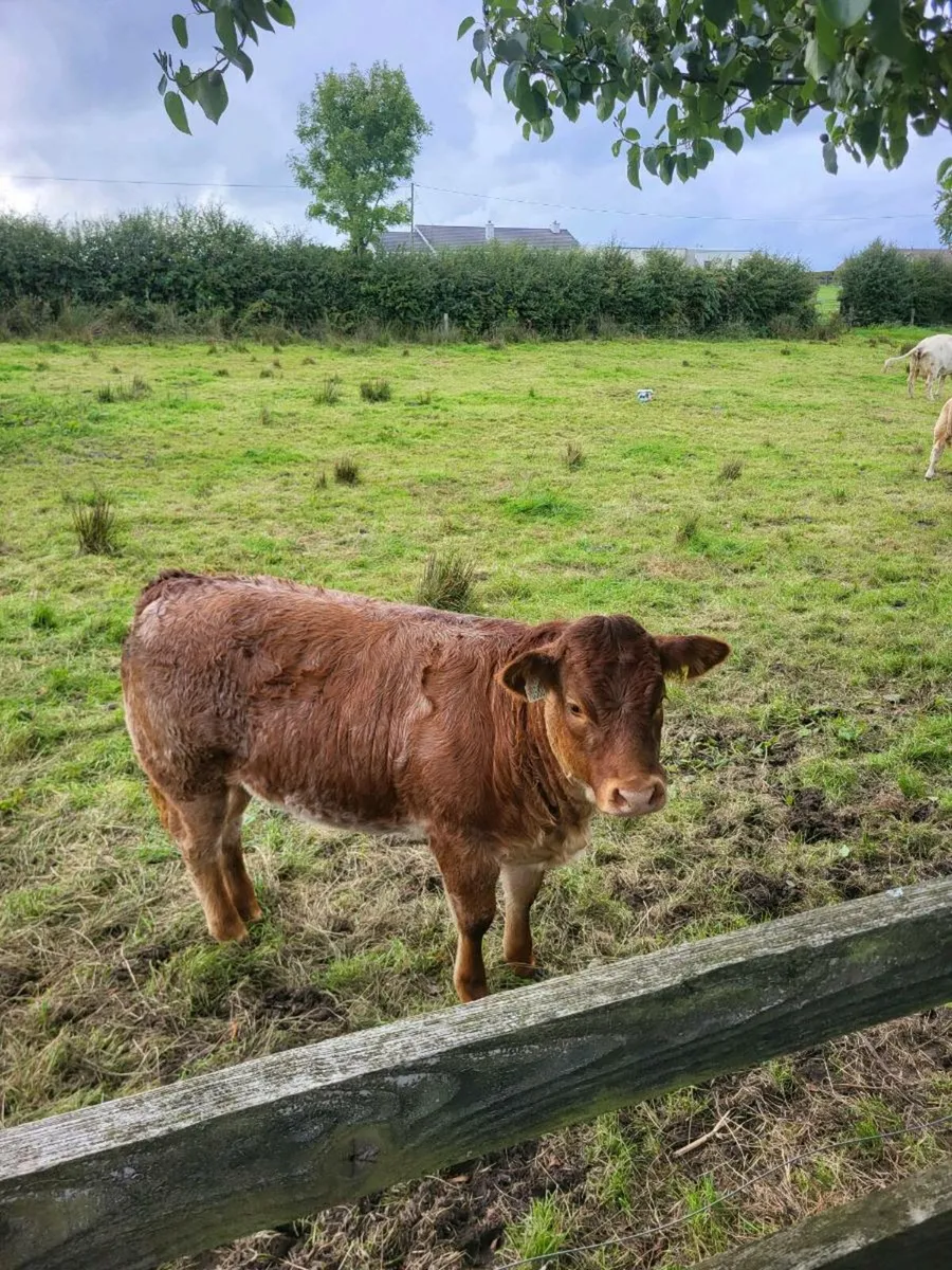 Limousine Roane Heifer 5star - Image 4