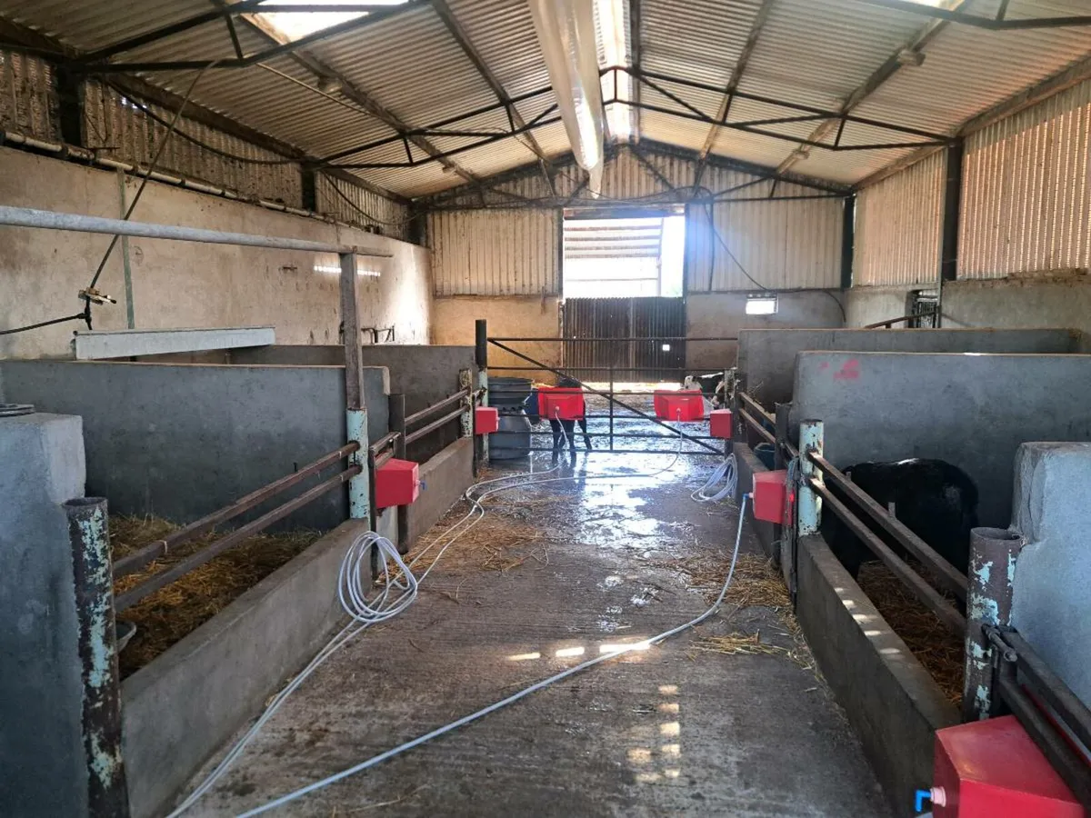 Calf feeder - Image 1