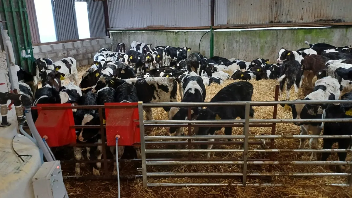 Calf feeder - Image 4