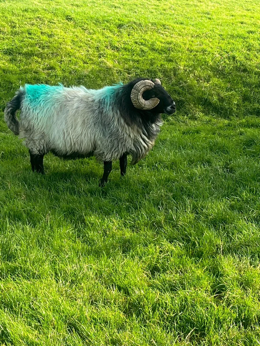 Mayo Blackhead Ram - Image 2