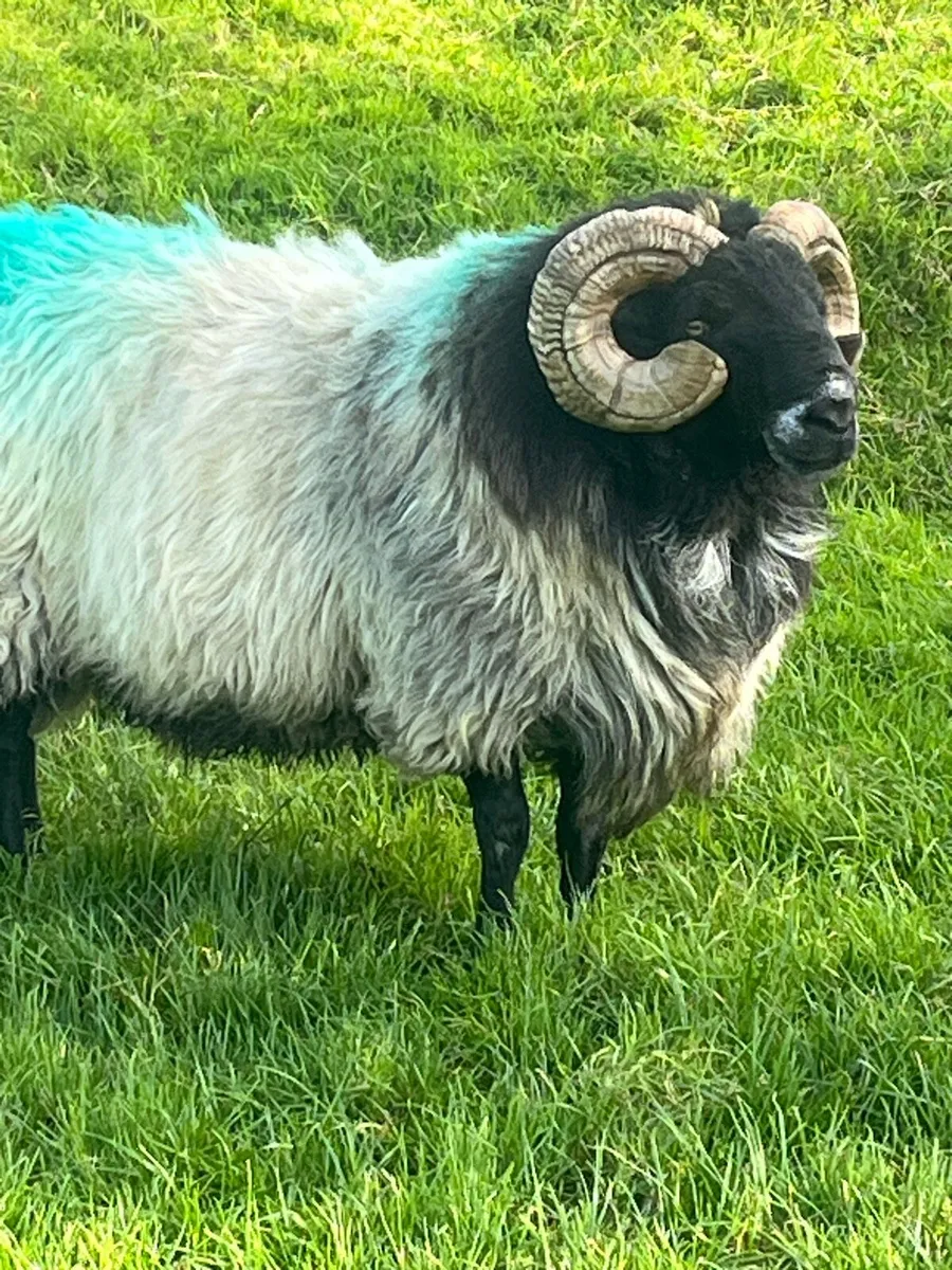 Mayo Blackhead Ram - Image 1