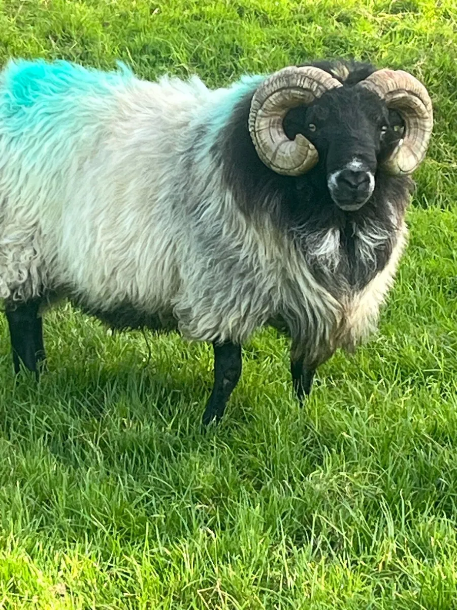 Mayo Blackhead Ram - Image 3