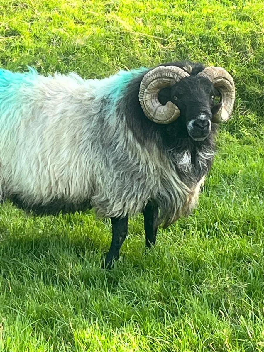 Mayo Blackhead Ram - Image 4
