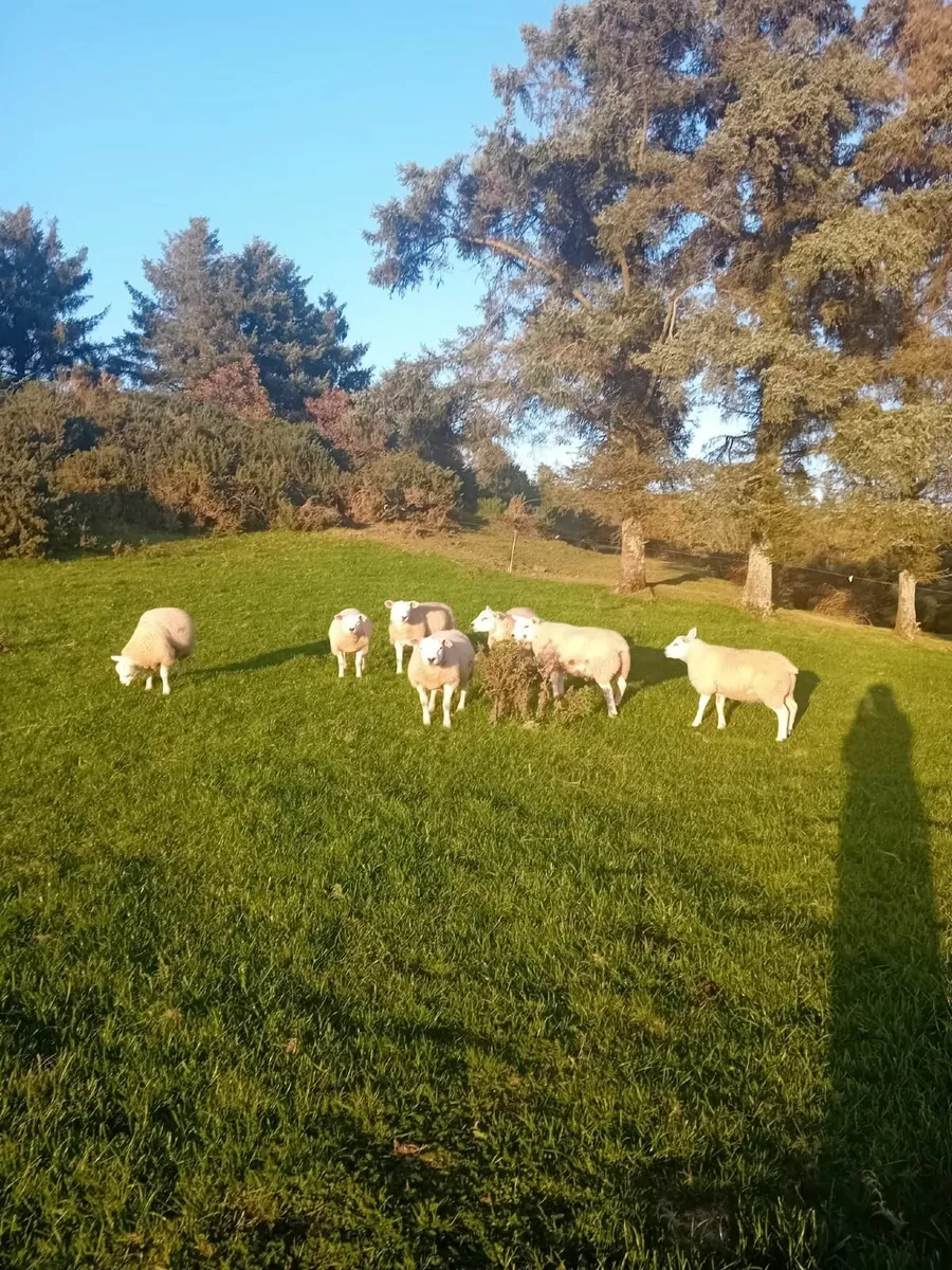 Texel Ram Lambs - Image 3