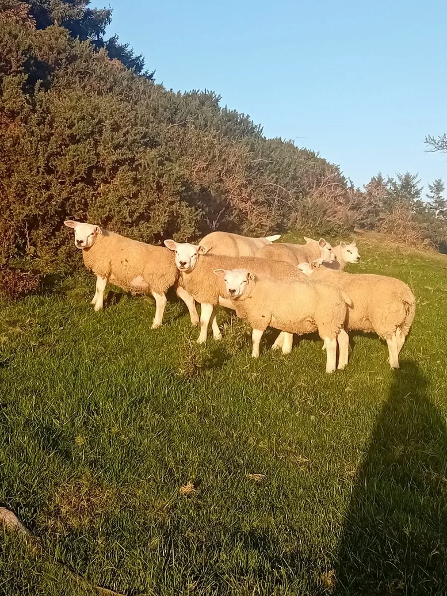 Texel Ram Lambs - Image 4