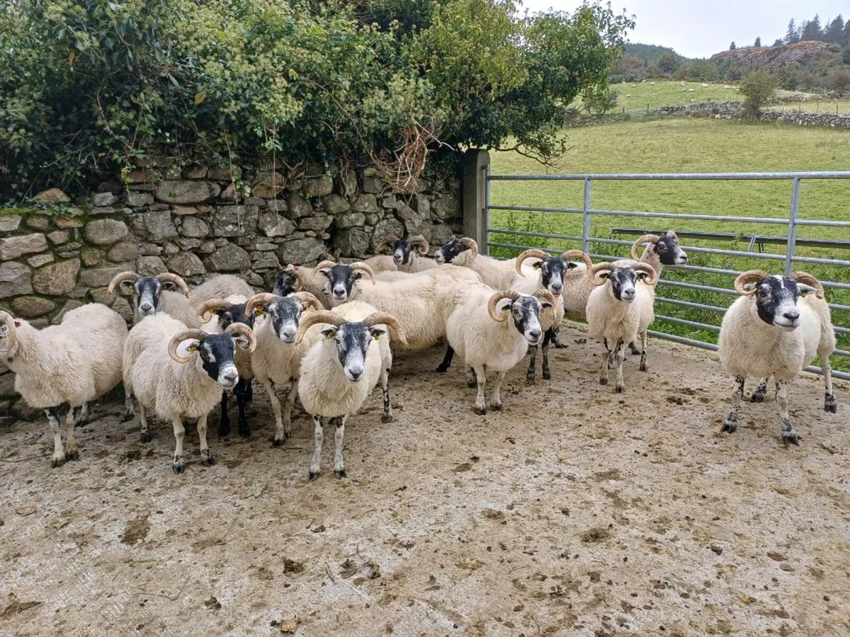 Sheep - Image 1
