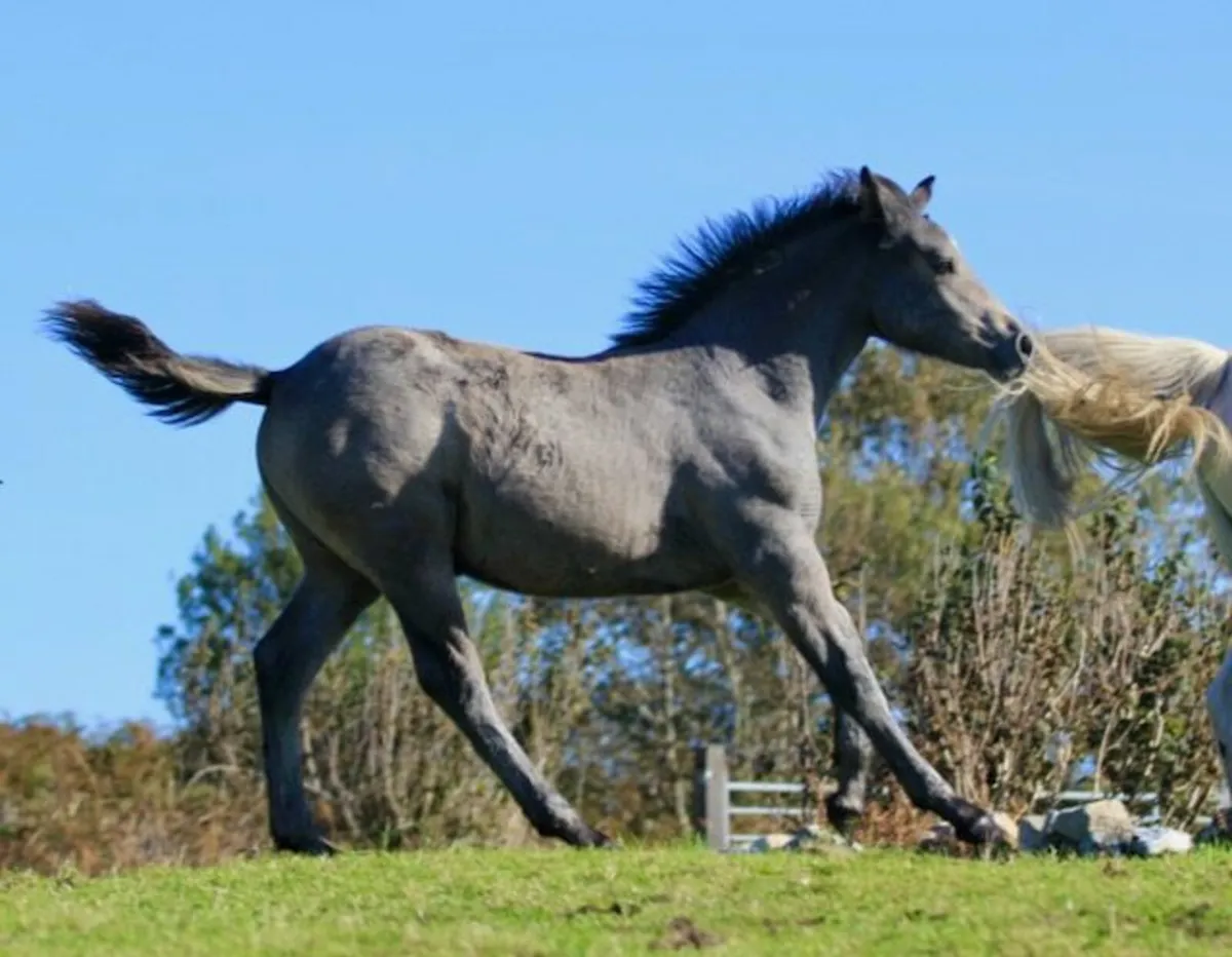 Connemara Pony Colt Foal - Image 1