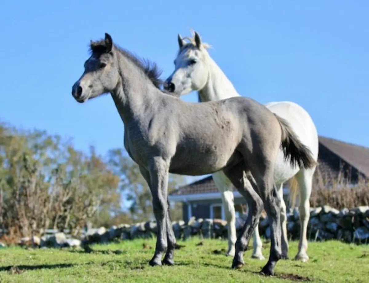 Connemara Pony Colt Foal - Image 2