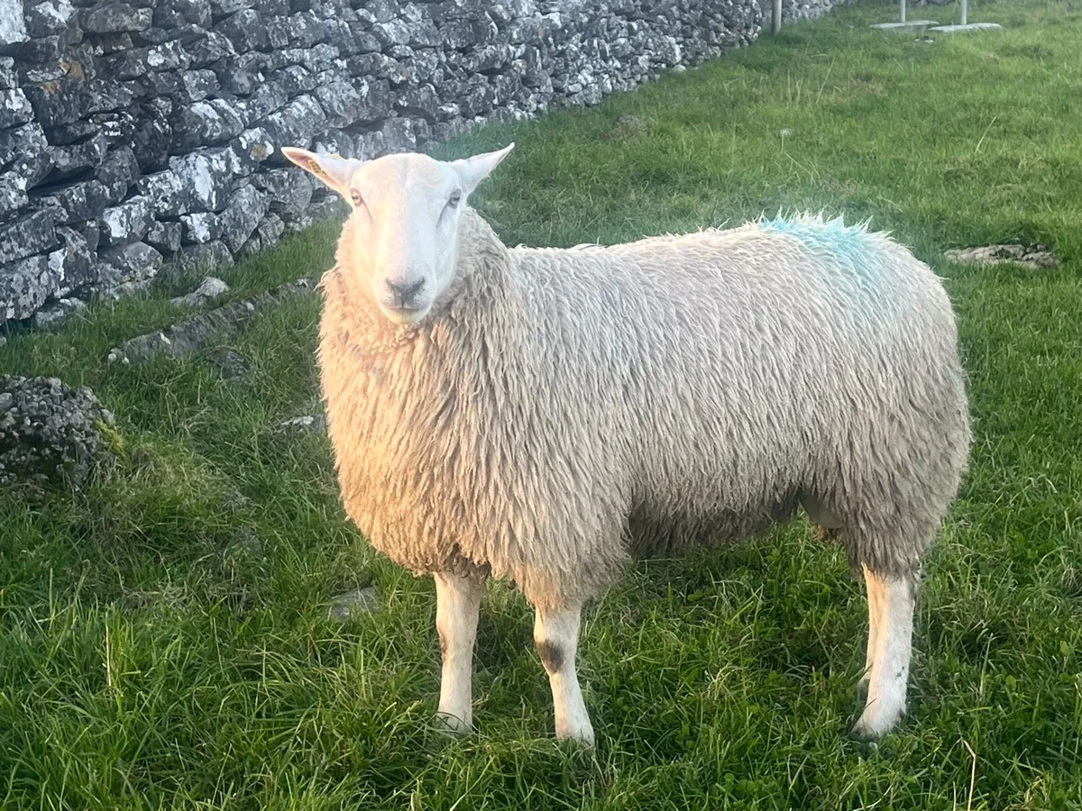 Belclare Ram lambs - Image 3