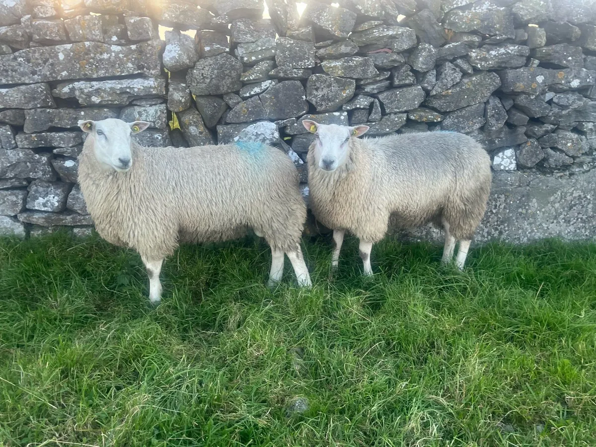 Belclare Ram lambs - Image 1