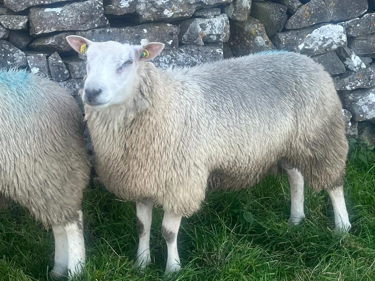 Belclare Ram lambs - Image 4