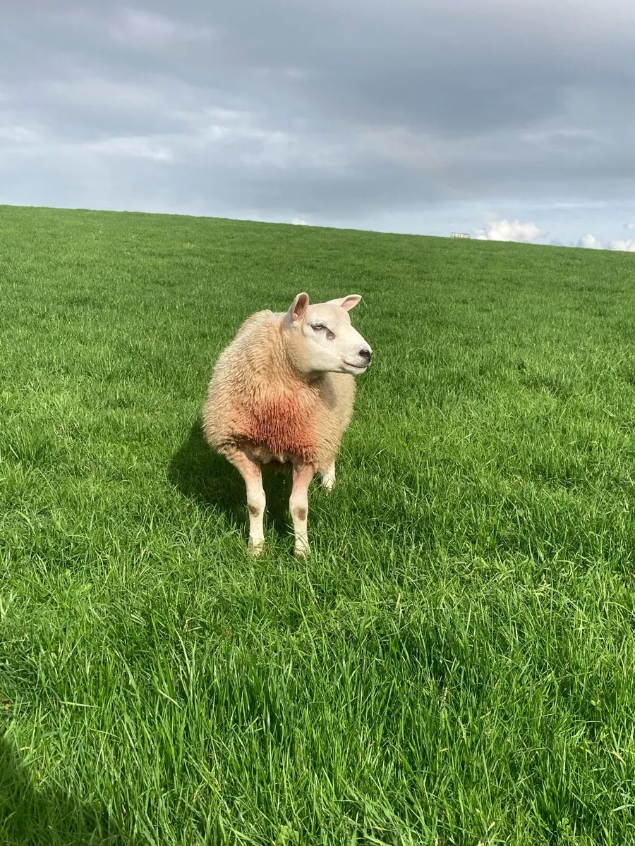 Texel Ram lamb - Image 2