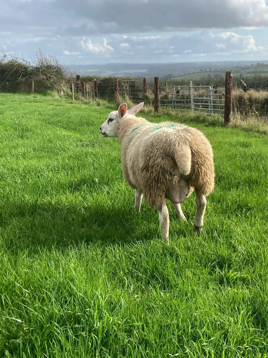 Texel Ram lamb - Image 4