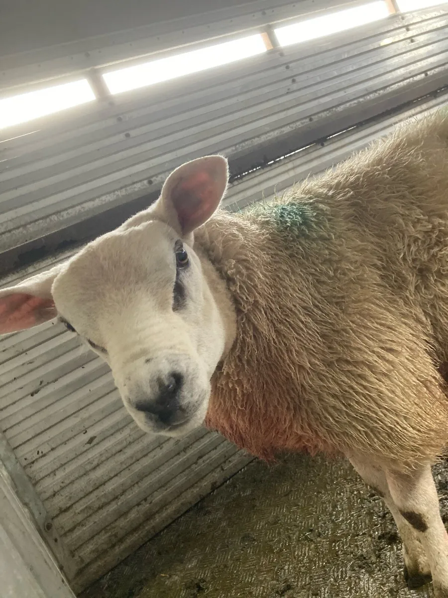 Texel Ram lamb - Image 1