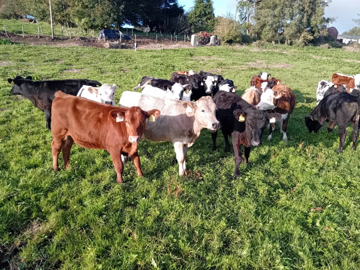 30 heifers - Image 1