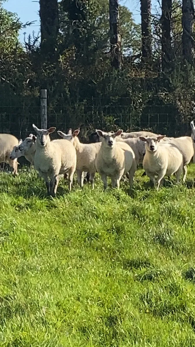 Organic hoggets - Image 2