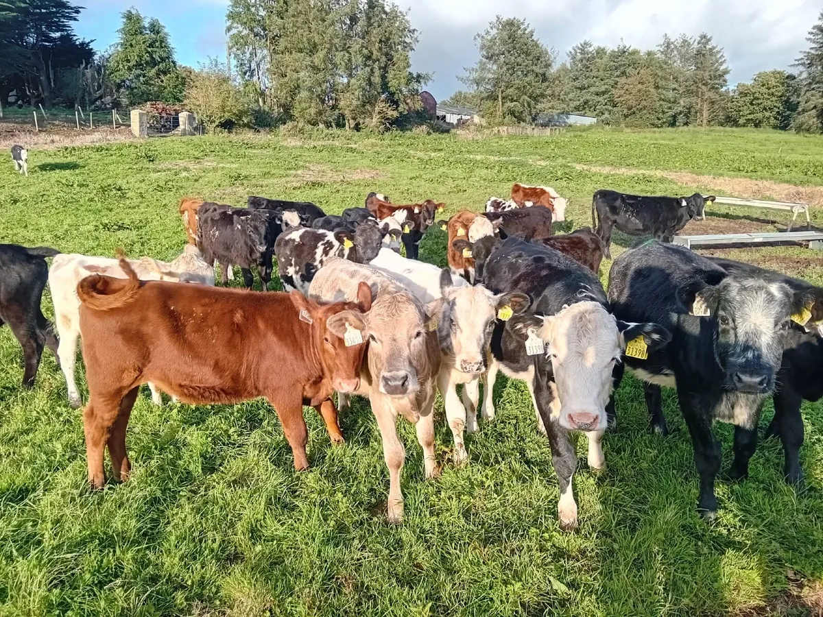 30 heifers - Image 2