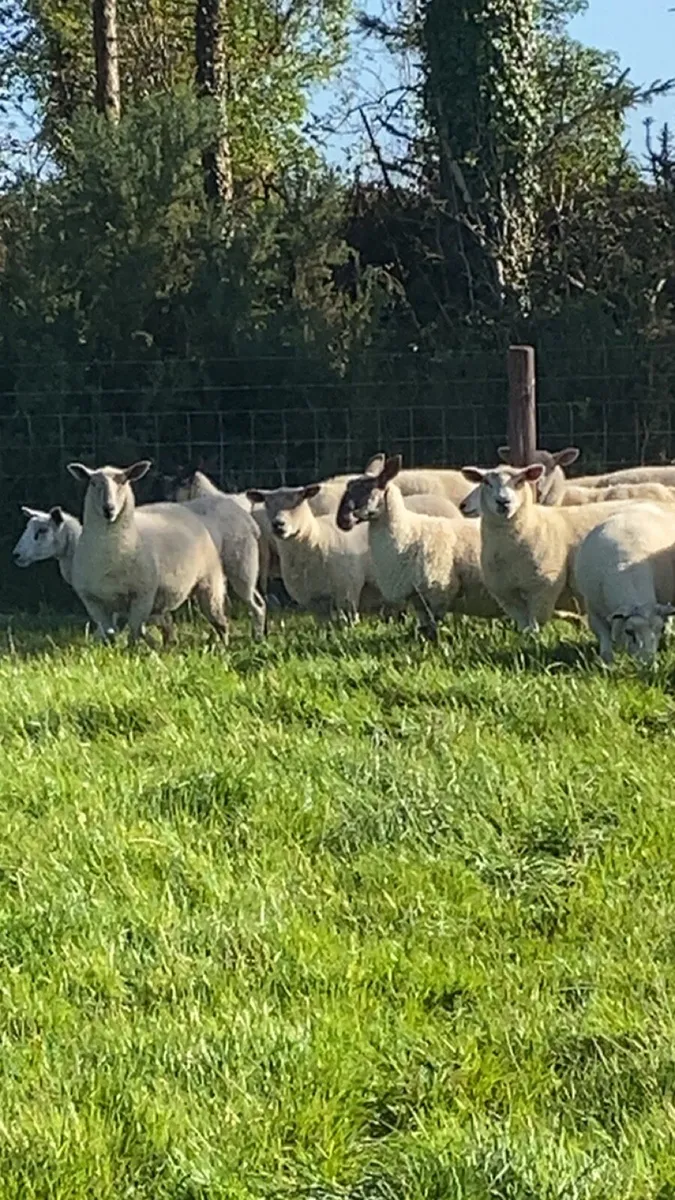 Organic hoggets - Image 1
