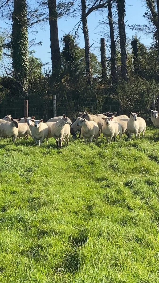 Organic hoggets - Image 3