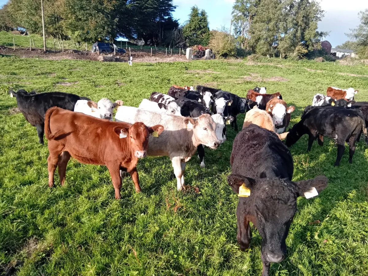 30 heifers - Image 3
